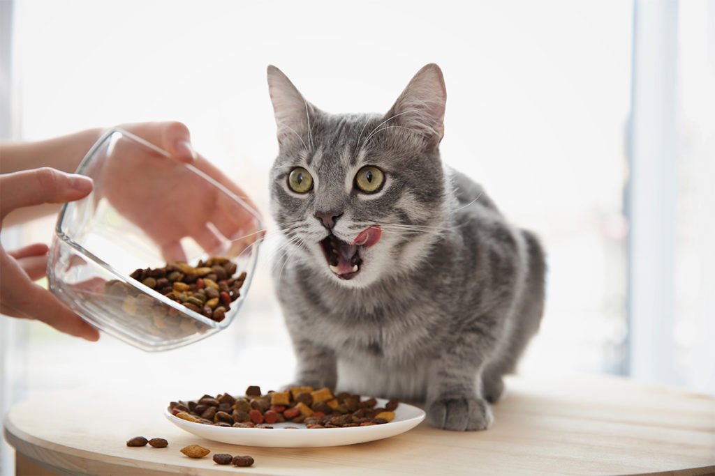 Почему нельзя одновременно давать кошке сухой корм и домашнюю еду